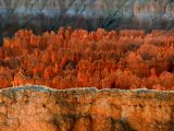 Transition, Bryce Canyon, Utah, 2006