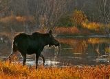 Watering hole, Grand Teton National Park, Wyoming, 2006