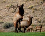 Rutting elk, Yellowstone National Park, Wyoming, 2006