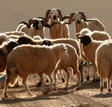 Ram alert, Sahara Desert, Morocco, 2006