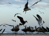 Gull jam, Essaouira, Morocco, 2006