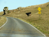 Cow Crossing, Point Reyes Seashore, California, 2007