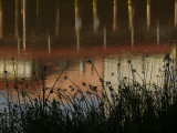Pilings and reeds, Petaluma River, Petaluma, California, 2007