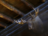 Bull Moose, El Tovar Hotel, Grand Canyon National Park, Arizona, 2007