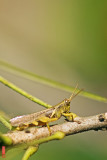 DSC_1374.jpg