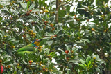 DSC_1900.jpg