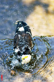 DSC_3184.jpg