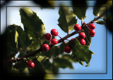 Berry wonderful