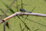 The Dragonfly