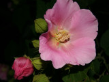 Hibiscus mutabilis