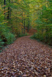 Autumn Leaves