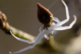 Crab Spider in early spring
