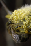 First bee this spring (Apis mellifera)