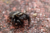 The Most Adorable Jumping Spider In The World