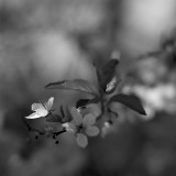 Prune Blossom