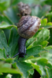 Marble House (Copse snail or Arianta arbustorum)