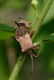 Mating Bugs