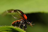 Ladybug taking off