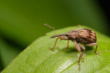 Weevil (Furcipus rectirostris, Kirschkernstecher)