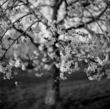 Cherry Blossoms