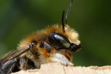 Leaf-cutting bee, probably Megachile willughbiella?