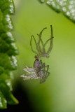 Spider shedding its skin