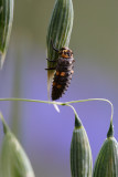Ladybug larva on oats