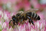 Honey Bee (Apis mellifera)