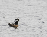 HoodedMerganser_4411.jpg