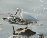 EgretFishing_7244.jpg