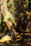 SequoiaNP_8374.jpg
