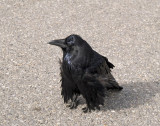 Raven 2