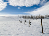 Prairie winter fence line ...
