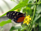 Heliconius hecale