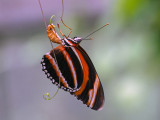 Orange Banded Heliconian (Dryadula phaetusa)