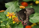 Green Swallowtail (Papilio blumei)