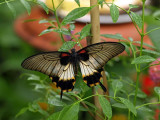 Great Mormon Swallowtail