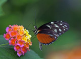 Tiger Longwing on lantana