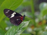 Postman butterfly (Heliconius melpomeme)