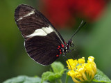 Heliconius sara on lantana