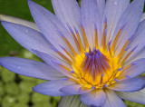 Water lily