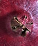 A Pomegranate.JPG