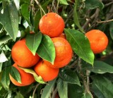 Oranges.JPG