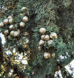 Cupressus sempervirens - Funeral Cypress - Brosh Matsui (Hebrew).JPG