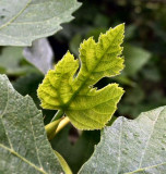 Ficus carica Young Leaf - Alle Teena Tsair (Hebrew).JPG