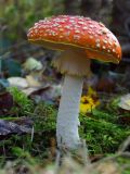 red toad Stool Stand