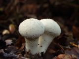 Forest white mushrooms