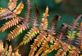 Brown Fern