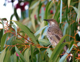 Wattle bird