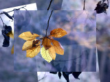 autumn puzzle<br>16-10-2007